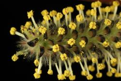 Salix ×rubra. Male catkin.
 Image: D. Glenny © Landcare Research 2020 CC BY 4.0